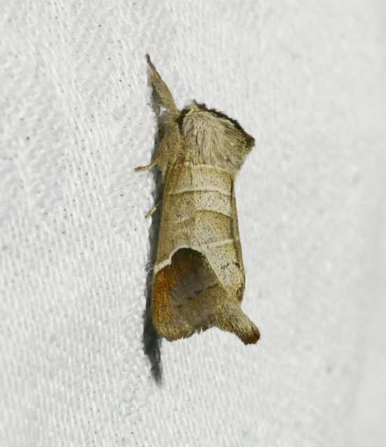 Clostera curtula - rövidszárnyú levélszövő