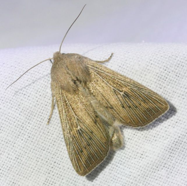 Leucania obsoleta - pontozott rétibagoly