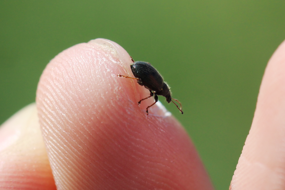Phyllobius betulinus - változékony levélormányos