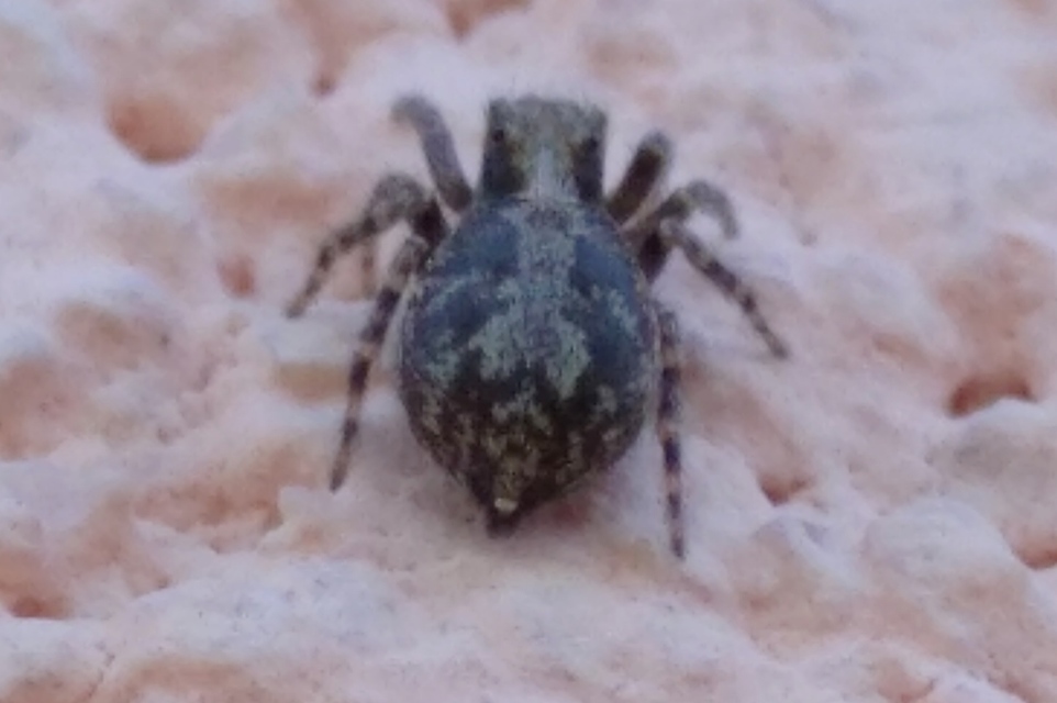 Pseudeuophrys