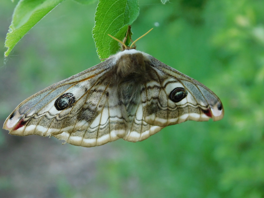 Saturnia pavoniella/pavonia