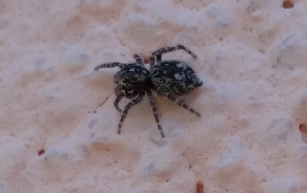 Attulus pubescens - bozontos ugrópók