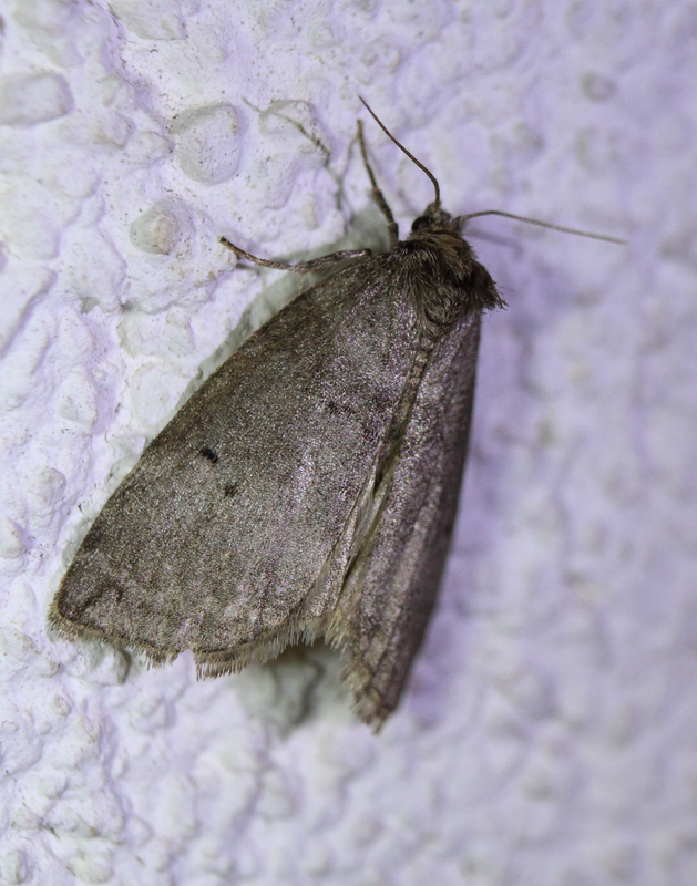 Ochropacha duplaris - égerlevél-pihésszövő