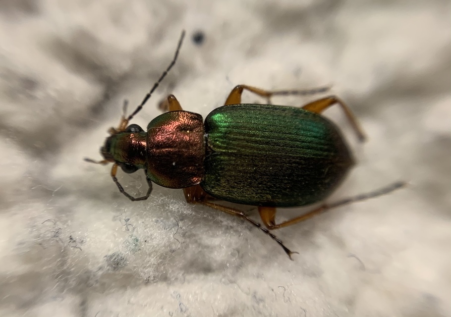 Chlaenius nigricornis - sötétcsápú bűzfutó