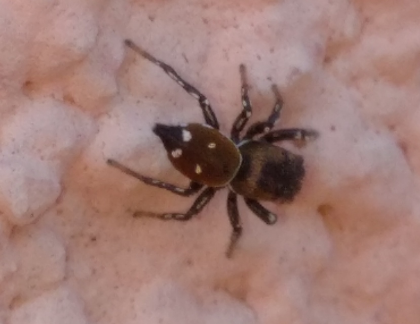 Heliophanus