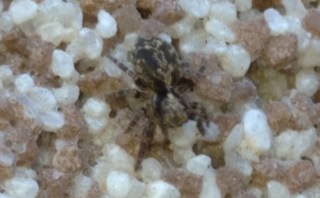 Pseudeuophrys