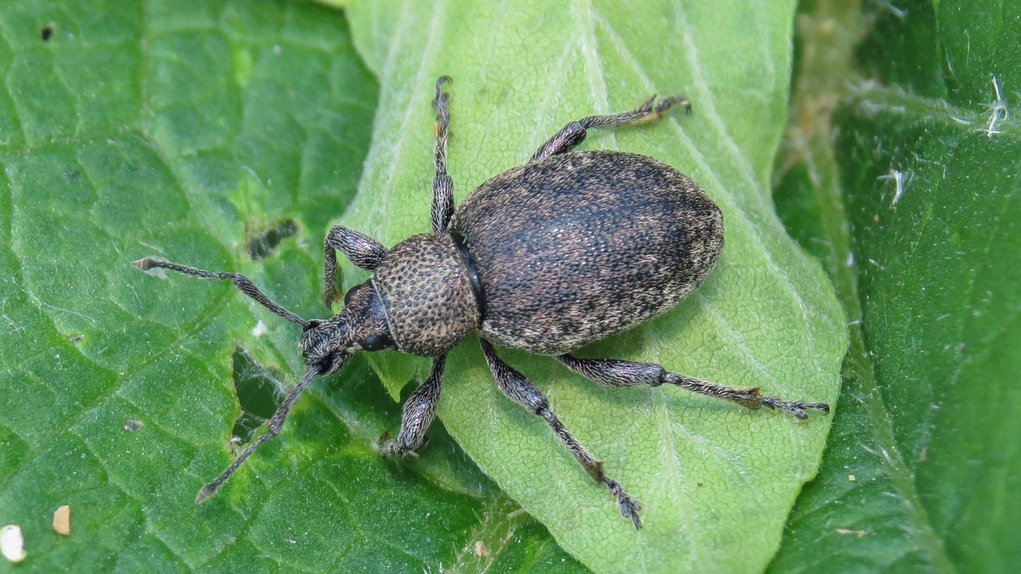 Otiorhynchus ligustici - vincellér-gyalogormányos