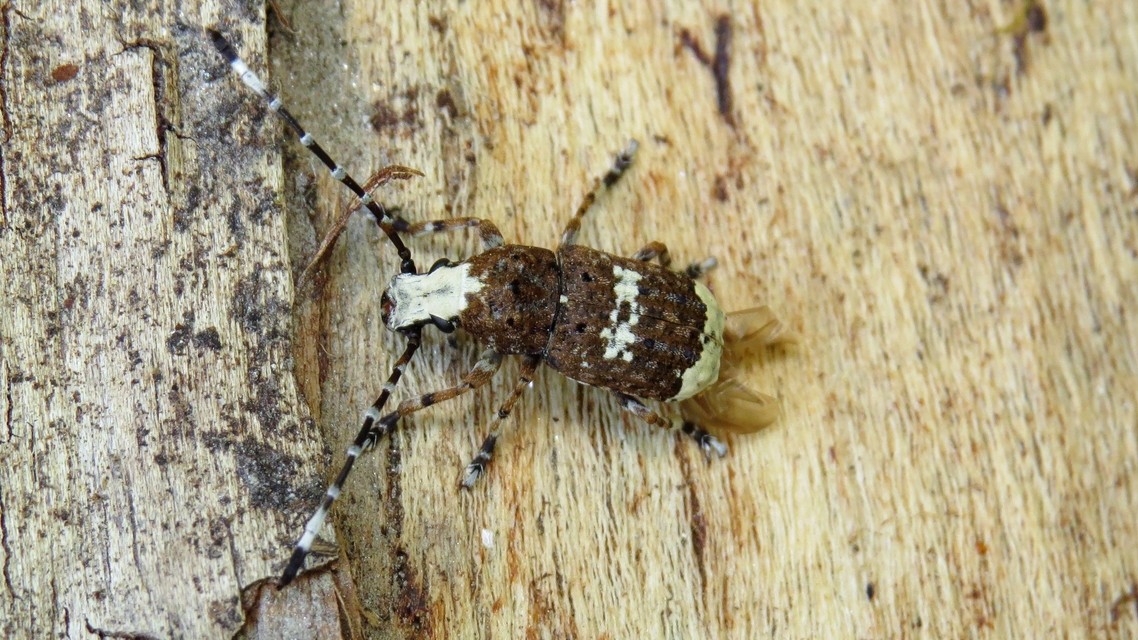 Platystomos albinus - nagybajuszú orrosbogár