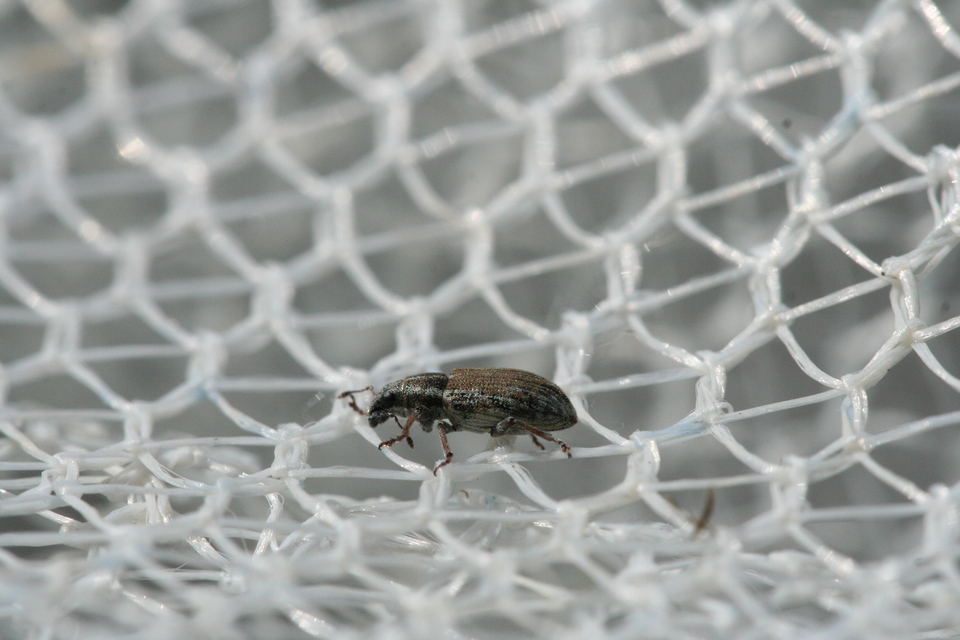 Sitona humeralis - lucerna-csipkézőbogár