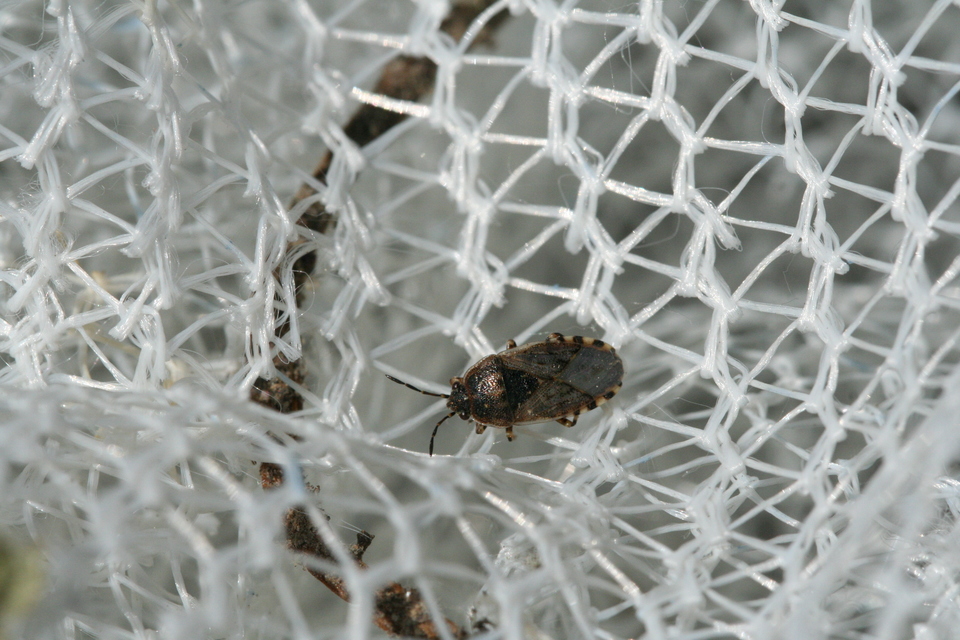 Platyplax salviae - zsályabodobács