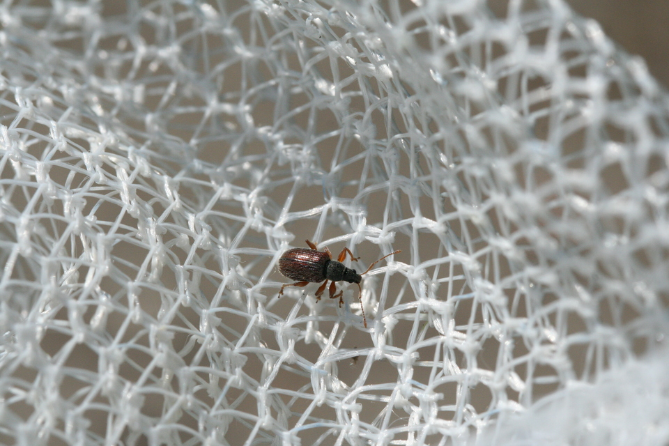 Phyllobius oblongus - közönséges levélormányos