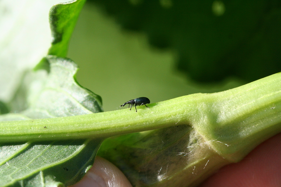 Perapion violaceum - sóska-cickányormányos Perapion violaceum - sóska-cickányormányos