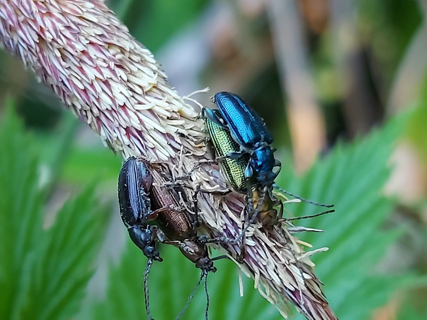 Plateumaris sericea - selymes nádbogár