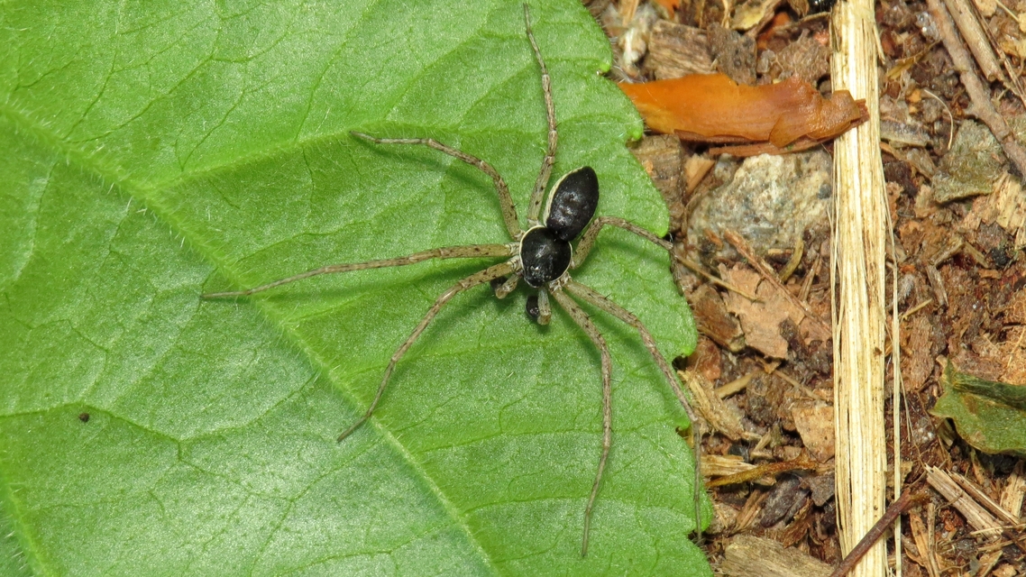 Philodromus dispar - lomb karolópók