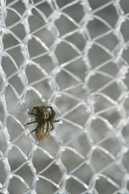 Oxyopes lineatus