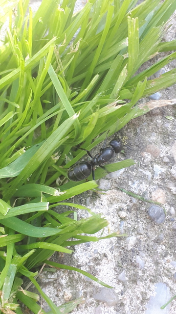 Camponotus vagus - fekete lóhangya