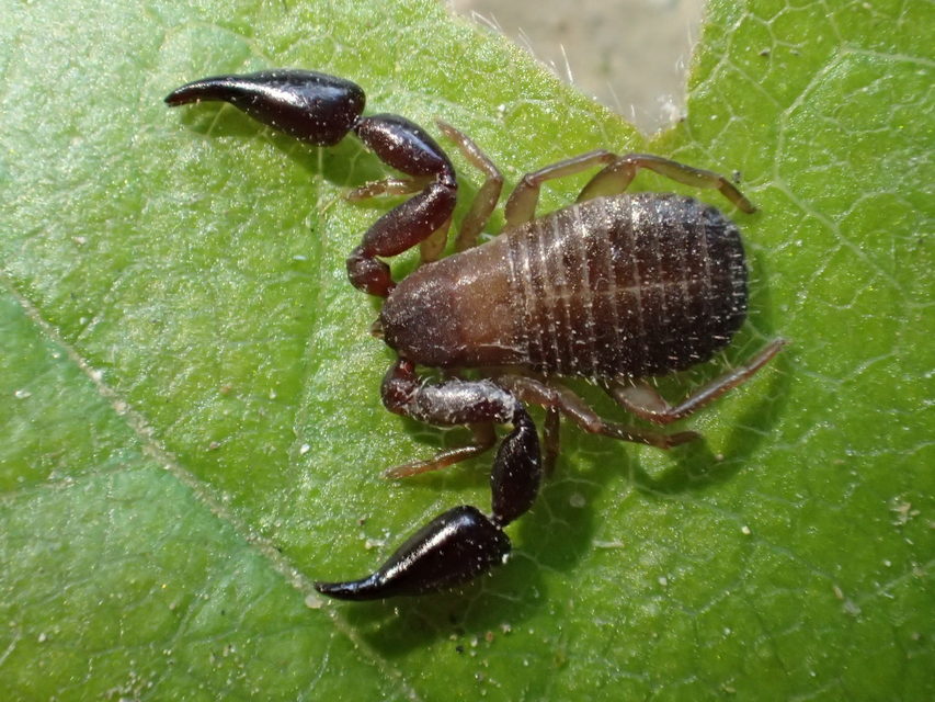 Pseudoscorpionida - Álskorpiók