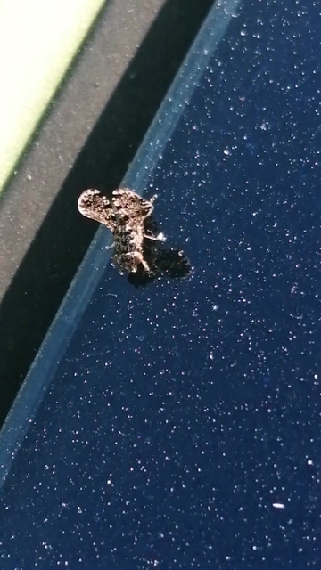 Callopistromyia annulipes - pávalégy