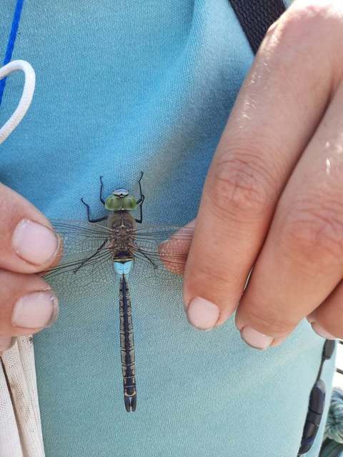 Anax parthenope - barna óriásacsa
