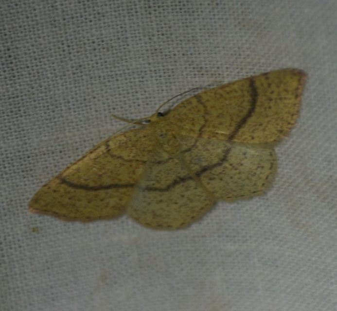 Cyclophora ruficiliaria - vörösrojtú pettyesaraszoló