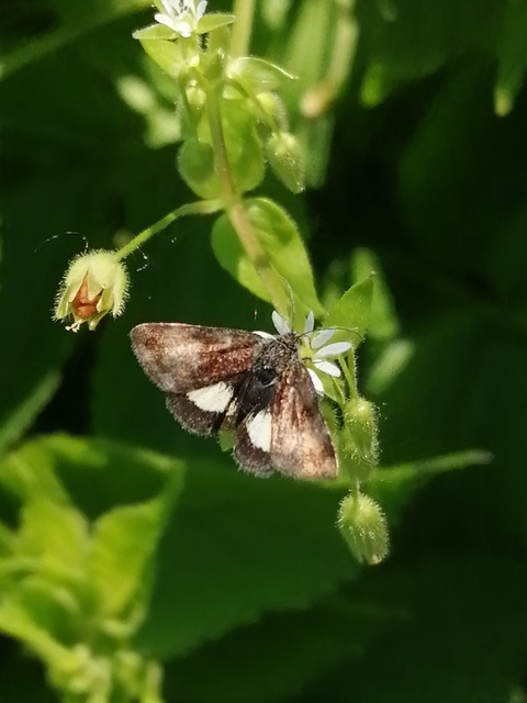 Panemeria tenebrata - apró sárgabagoly
