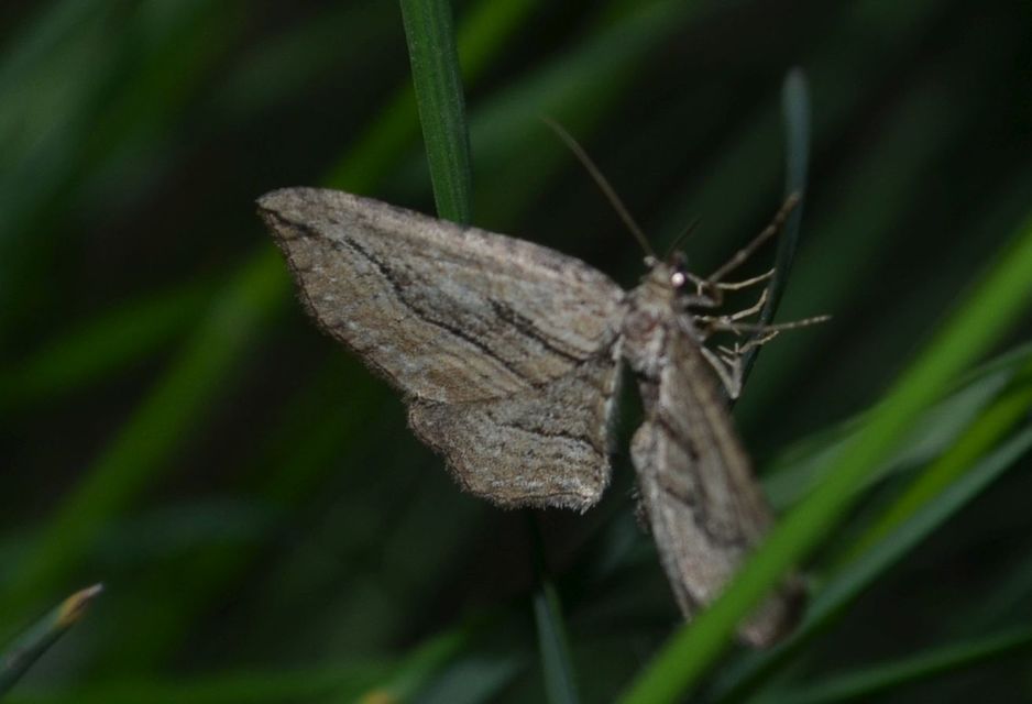 Horisme corticata - barna iszalagaraszoló