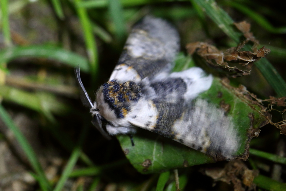 Furcula bicuspis - apáca-púposszövő