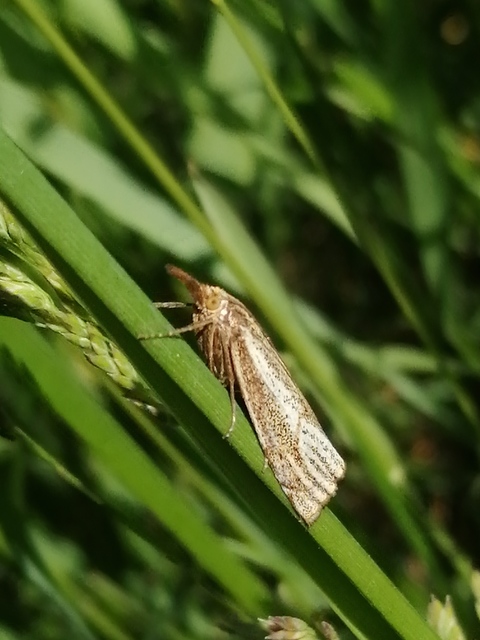 Thisanotia chrysonuchella - tavaszi fűgyökérmoly