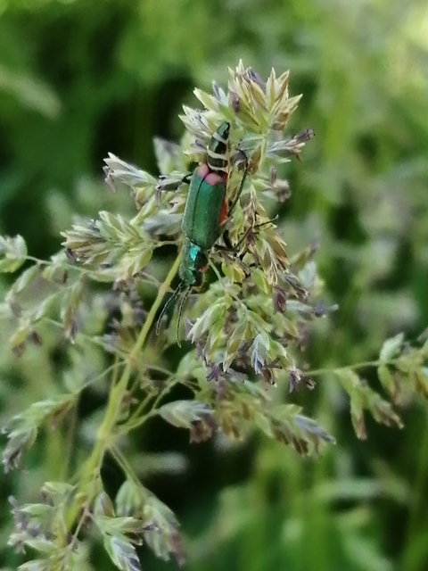 Malachius bipustulatus - kétfoltos bibircsesbogár