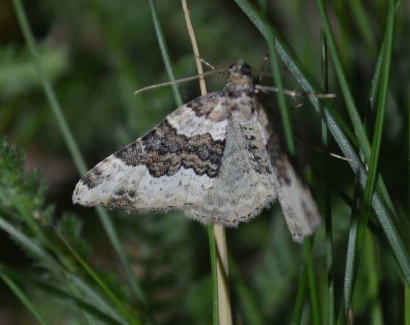 Epirrhoe galiata - sávos galajaraszoló
