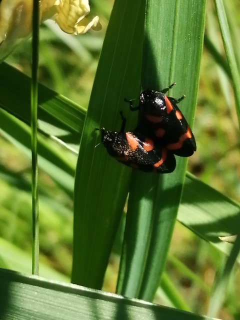Cercopis