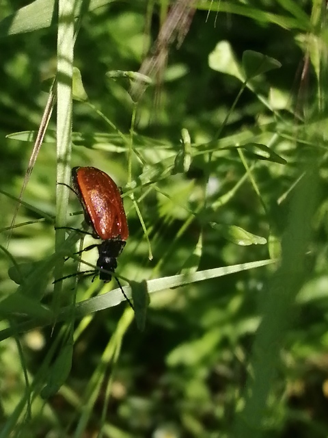 Omophlus proteus - közönséges pejbogár Omophlus proteus - közönséges pejbogár