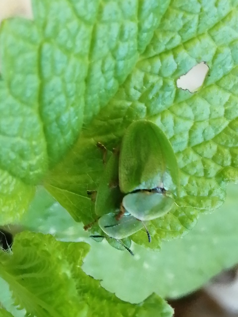 Cassida viridis - zöld pajzsbogár Cassida viridis - zöld pajzsbogár