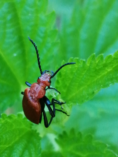 Pyrochroa serraticornis - közép-bíborbogár