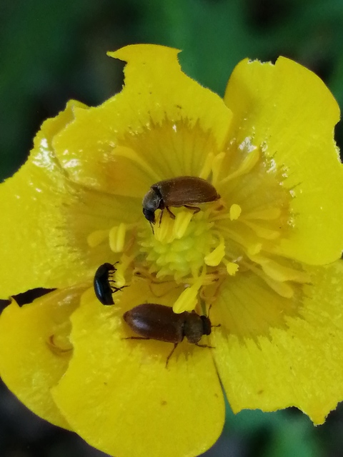 Byturus ochraceus - gyömbérgyökérbogár