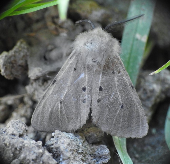 Diaphora mendica - felemás medvelepke