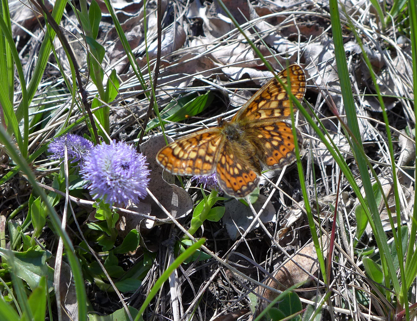 Euphydryas aurinia - lápi tarkalepke
