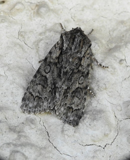 Acronicta auricoma - aranyos szigonyosbagoly