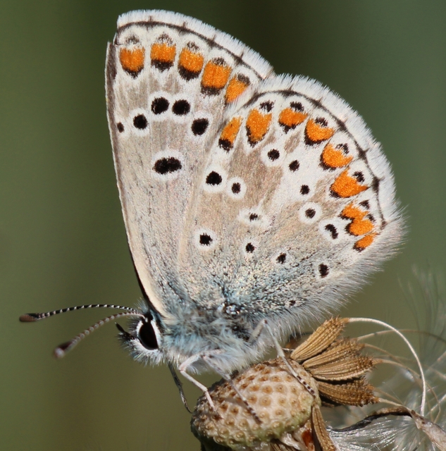 Aricia agestis - szerecsenboglárka
