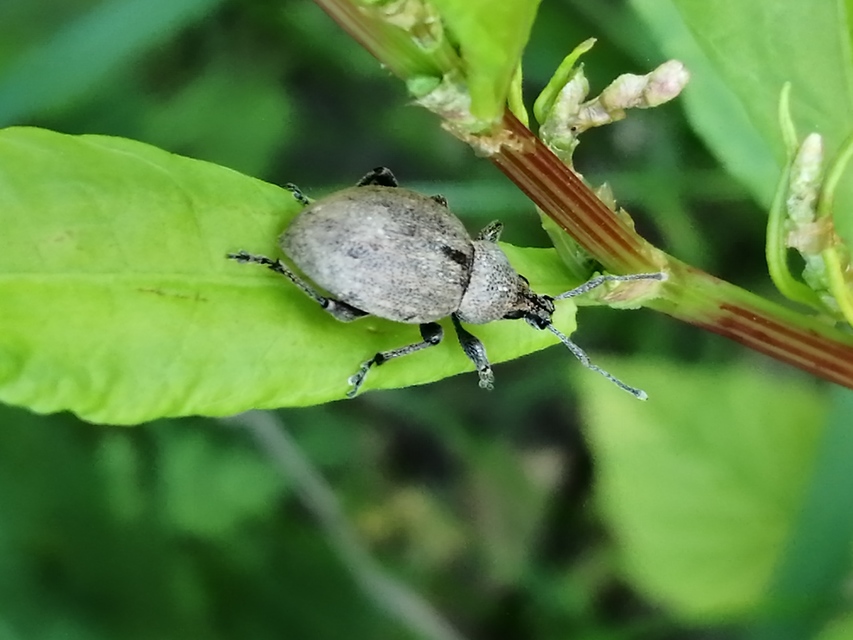 Otiorhynchus ligustici - vincellér-gyalogormányos