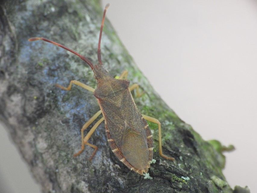 Gonocerus acuteangulatus - aranypetés karimáspoloska
