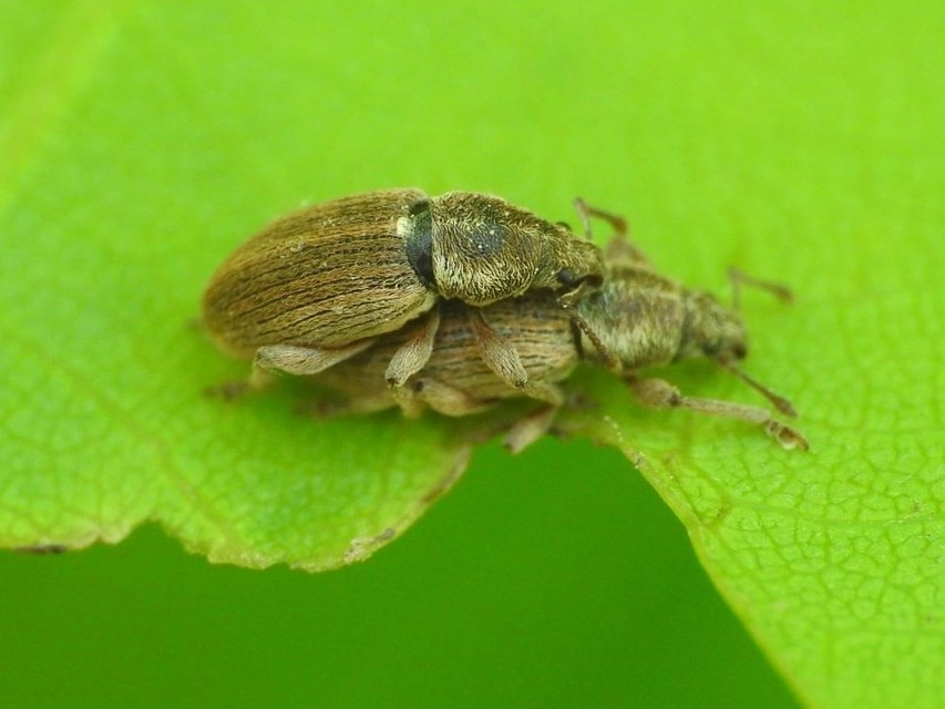 Polydrusus marginatus - szegélyes lombormányos