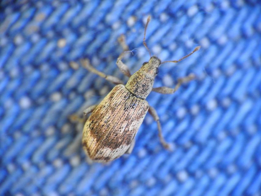 Polydrusus tereticollis - szalagos lombormányos
