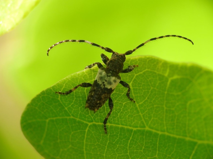 Pogonocherus hispidulus - négytövises ecsetcincér