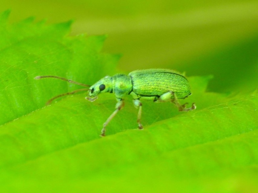 Phyllobius argentatus - ezüstös levélormányos