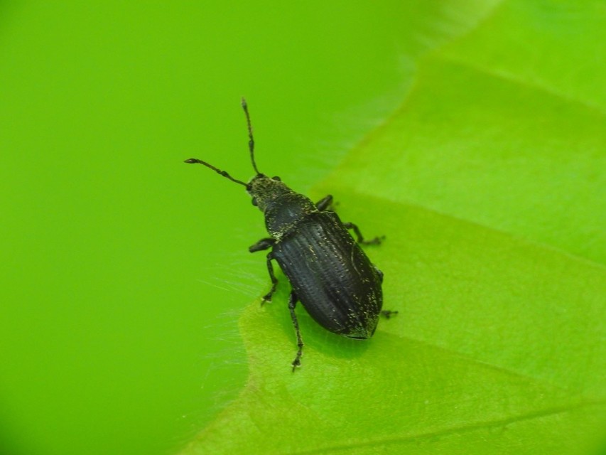 Phyllobius pyri - gyümölcsfa-levélormányos