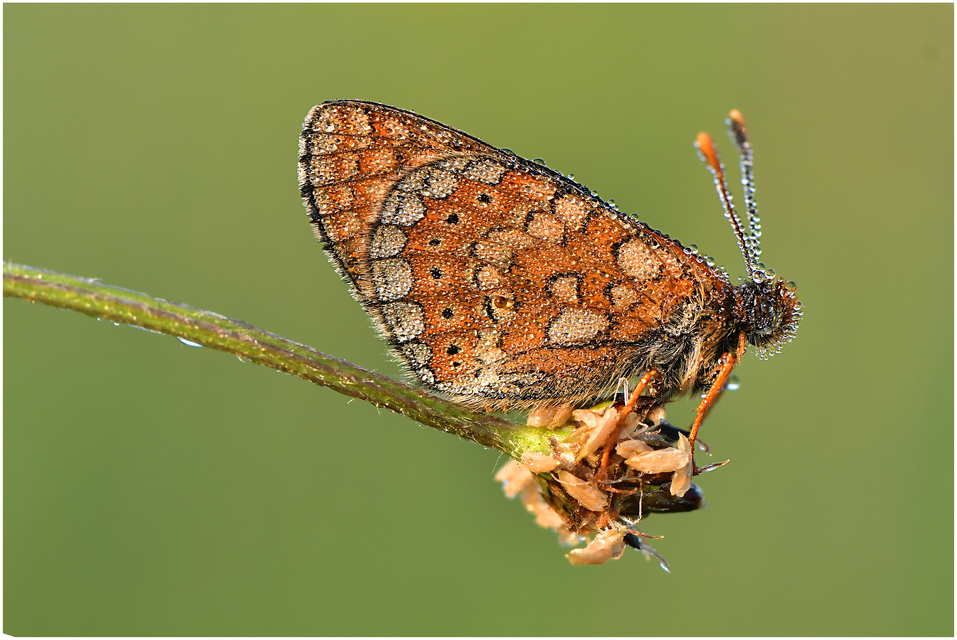 Euphydryas aurinia - lápi tarkalepke