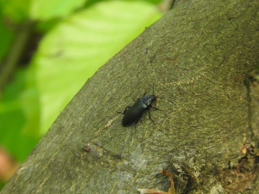 Melandrya caraboides - fémkék komorka