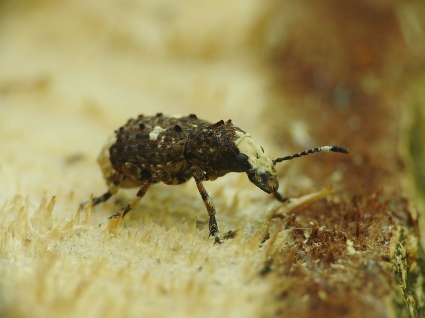 Platystomos albinus - nagybajuszú orrosbogár