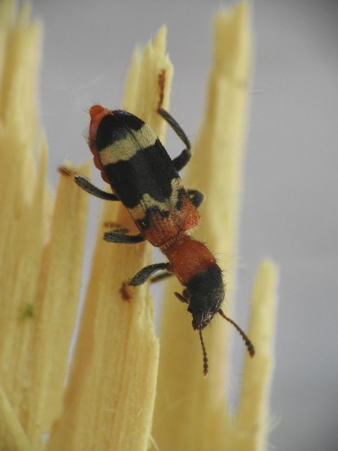 Thanasimus formicarius - vörösnyakú szúfarkas